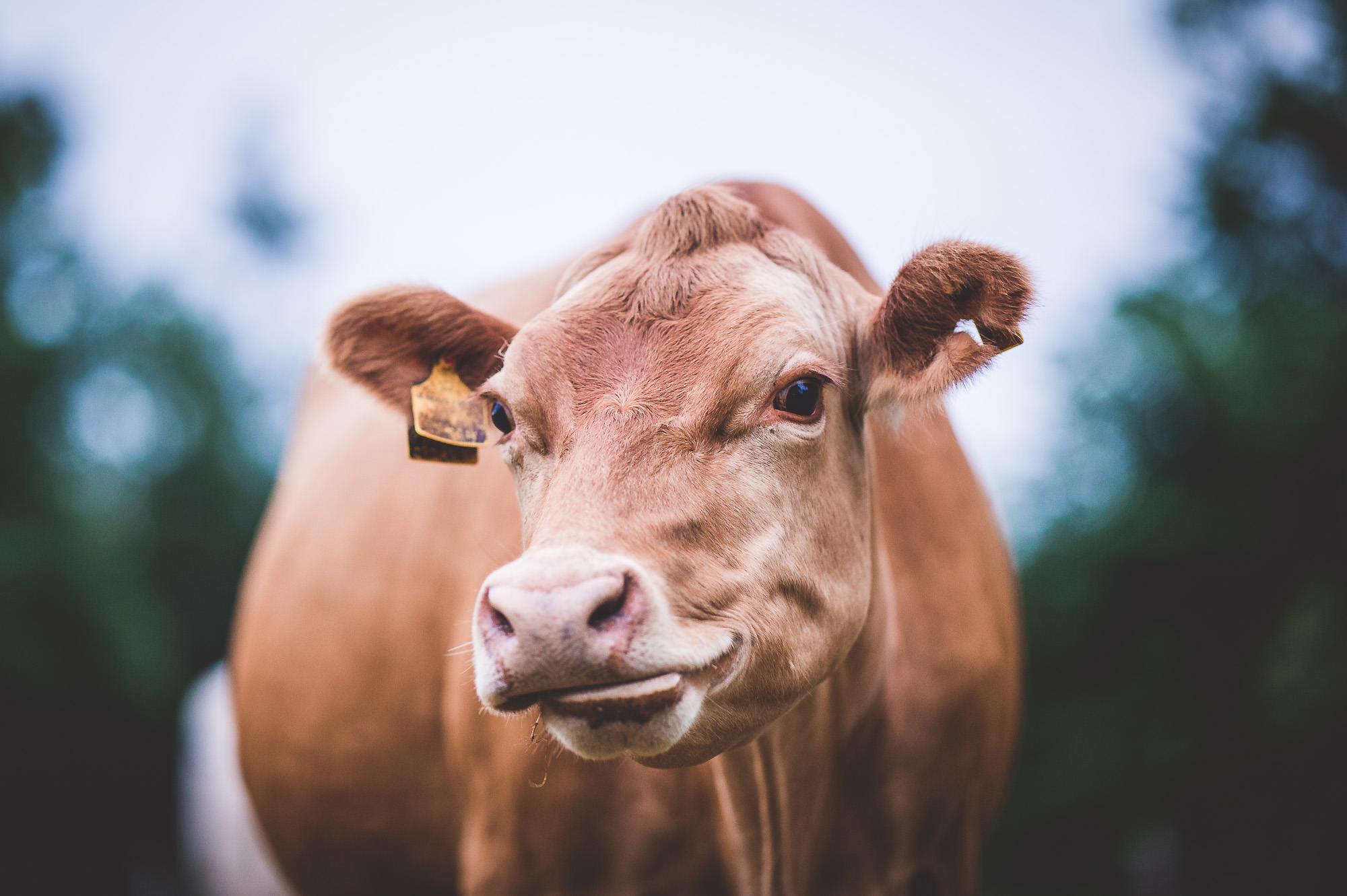 A bride posing with a brown cow in a field for her wedding photo.