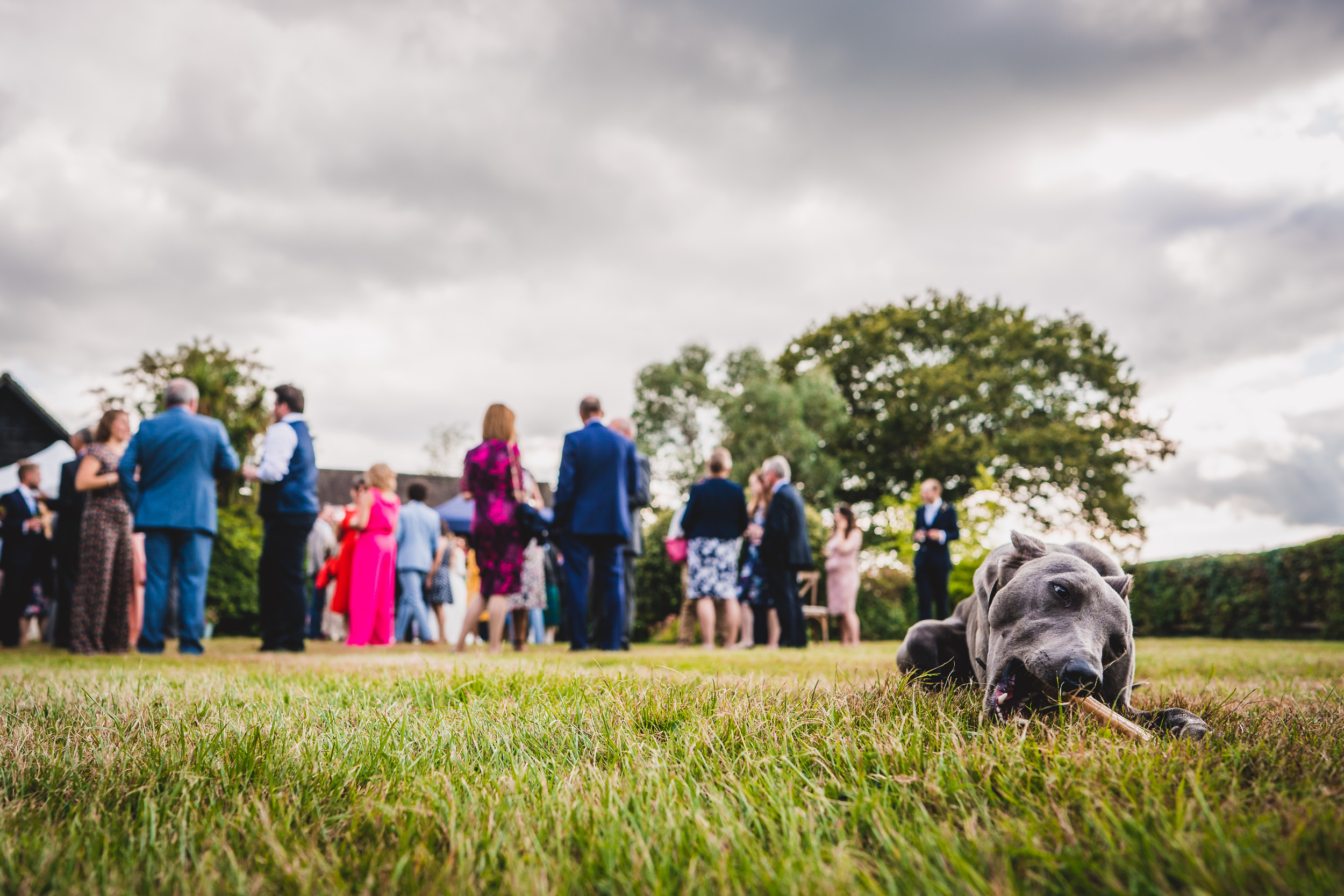 A dog is peacefully laying on the grass during a wedding.