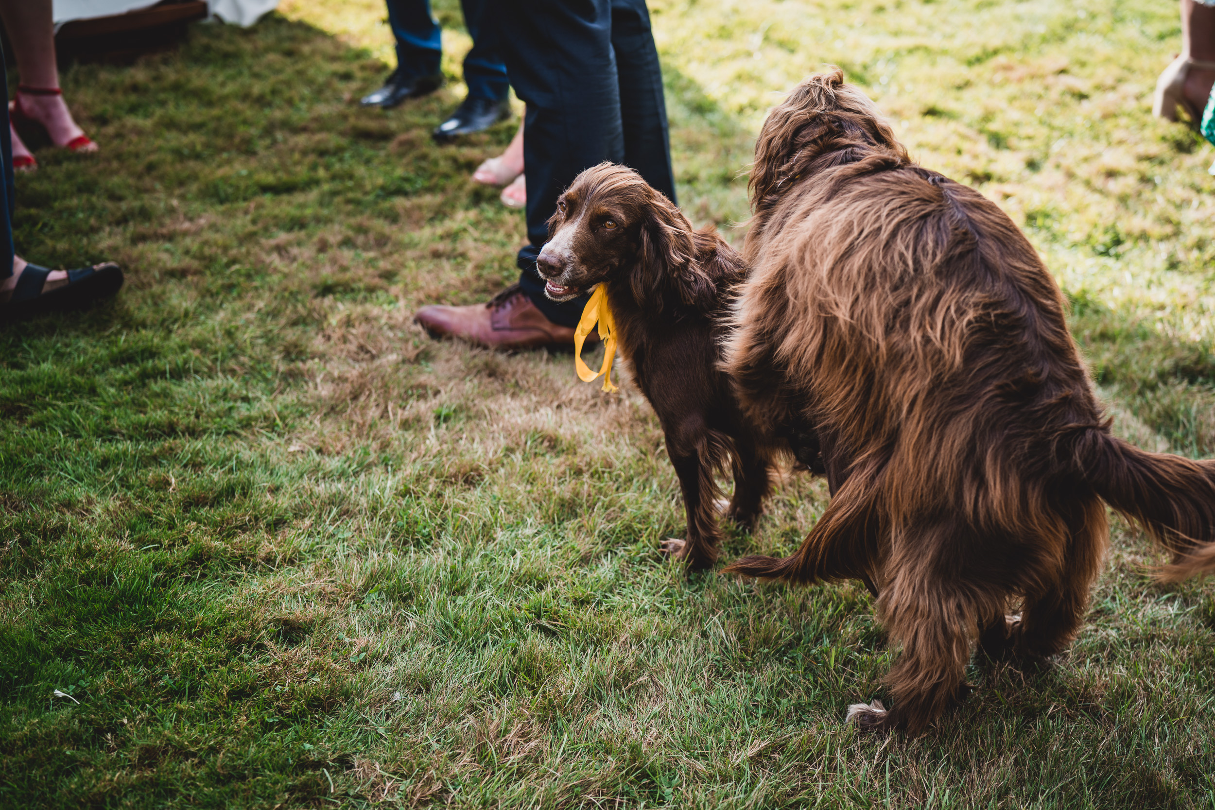 Two dogs posing for a wedding photograph on a grassy field.